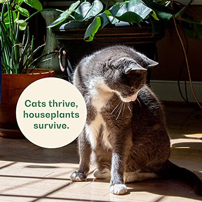 Rose & Branch Organic Wheat Grass Seeds for Indoor Cats - Cat Grass Seeds - 16 Ounces - 100% Organic Non-GMO - Hard Red Wheat - Harvested in USA - Easy to Grow
