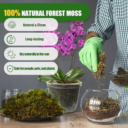 Doter Dried Forest Moss for Plants (10 qt / 2 pcs), Sphagnum Potting Moss for Various Plants, Including Orchids, Carnivorous Plants, Succulents, Garden Flowers, and Reptiles