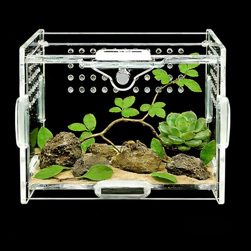Small Acrylic Insect Terrarium – Mini Insect Enclosure for Jumping Spiders – Clear Acrylic Cage with 1mm Ventilation Holes, Easy Maintenance - size: Small Square Acrylic Terrarium