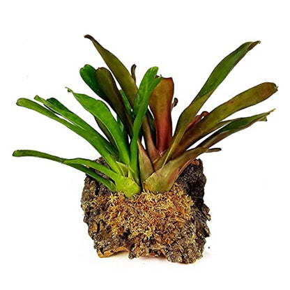 Sphagnum Moss Dried Spagnum Dry Moss for Reptiles Bedding and Terrarium Pet Supplies 150g