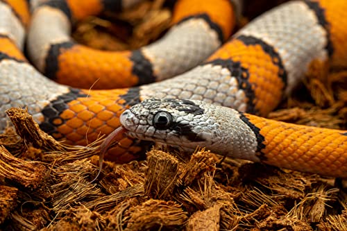 RediChip Reptile Bedding Loose Medium Coconut Chip Substrate 36 Quart Coco Husk Mulch for Snake and Gecko Habitat, Ball Python Terrarium, Lizard and Turtle Tanks, Tortoise Enclosure (4 Pk) - size: 36 Quart (4 Pack)