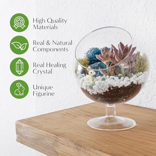 Creations by Nathalie DIY 6" Chalice Terrarium Kit Build Your Own Glass Terrarium for Adults & Teens, DIY Terrarium Kit with Live Moss, Crystals, Soil (Plant Not Included) - color: 6" Chalice