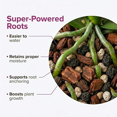 Molly's Orchid Potting Mix - Premium Gritty Soilless Orchid Mix - Chunky High Drainage vs Standard Potting Soil for Indoor Plants - Contains Bark, Coco Chips, Akadama, Pumice, Lava Rock 5 Dry Quarts - size: 5 Dry Quarts, style: Orchids