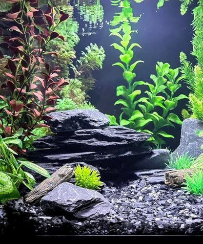 Natural Slate Stone for Aquariums, Fish Tanks, Terrariums, Aquascaping and Amphibian Enclosures, Mix of Large and Medium Size Rocks - by SubstateSource (5 Pounds, Black River)