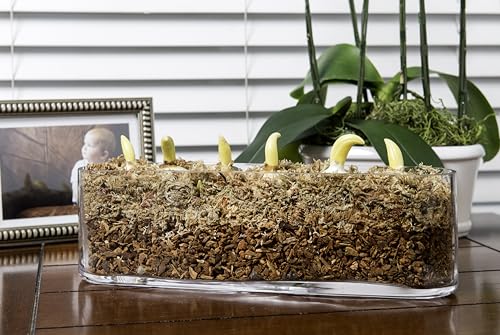 SuperMoss (23112) Orchid Potting Bark, 100% Natural White Fir Bark, 3/4", 2 Cu. Ft. - size: 3,456 Cu. In., style: 3/4"