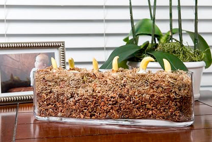 SuperMoss (23112) Orchid Potting Bark, 100% Natural White Fir Bark, 3/4", 2 Cu. Ft. - size: 3,456 Cu. In., style: 3/4"