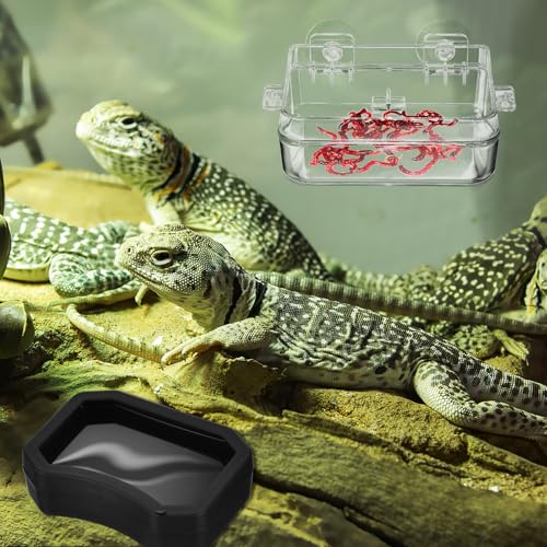BESPORTBLE 2pcs Reptile Feeder Feeding Bowl Set with Strong Suction Cup for Frogs and Spiders, Plastic Water and Food Dish Adsorbed on Smooth Surfaces for Feeding and Watering
