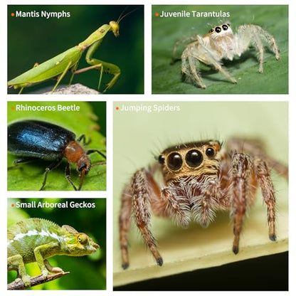 Jumping Spider Enclosure, Acrylic Tarantula Terrarium 4.38"×4.75"×8", Care Kit with 2 Tweezers, 2 Paint Brushes & Spray Bottle, Magnetic Door, Escape-Proof Habitat for Spiders, Tarantulas & Mantis