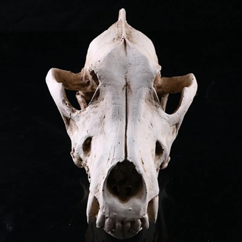 Resin Wolf Skull Wolf Skull Model Decoration Craft Film Props Collection Crafts Home Decoration Garden Decoration