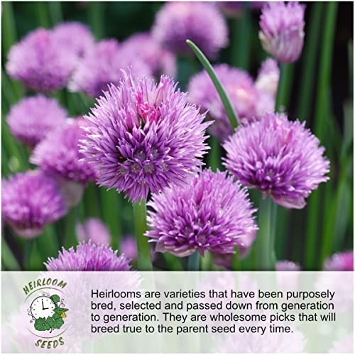 Seed Needs Dandelion Seeds Variety Pack of 3 Non-GMO & Heirloom Herbs