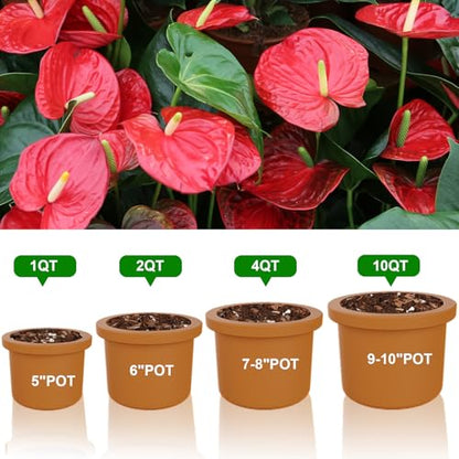 Doter All-Natural Potting Soil for Anthurium & Indoor Plants 10qt - Enhanced Drainage, No Additives | Premium Indoor Plant Soil Mix - size: 10qt