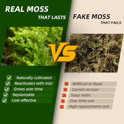 Live Moss – Leucobryum Moss (2 Sheets, Each Approx. 3.5"x7") for Terrariums, Bonsai, Potted Plants & Natural Moss Art – Cushion-Style Texture, Naturally Grown, Reusable, Not Artificial