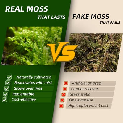 Live Moss – Leucobryum Moss (2 Sheets, Each Approx. 3.5"x7") for Terrariums, Bonsai, Potted Plants & Natural Moss Art – Cushion-Style Texture, Naturally Grown, Reusable, Not Artificial