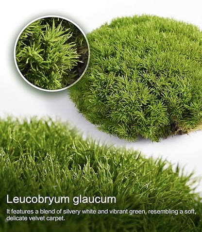 Live Moss – Leucobryum Moss (2 Sheets, Each Approx. 3.5"x7") for Terrariums, Bonsai, Potted Plants & Natural Moss Art – Cushion-Style Texture, Naturally Grown, Reusable, Not Artificial
