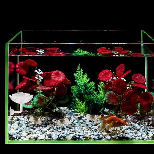 DOITOOL 2pcs Acrylic Shrimp Feeding Basin Fish Feeder Bowl with Suction Cup for Aquarium, Shrimp Food Dish Suitable for Fish and Reptile Tanks