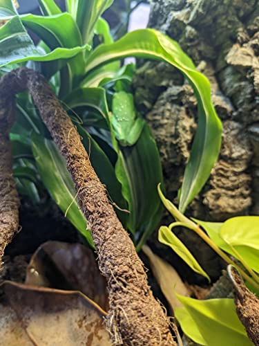 Josh's Frogs Coco Flexi-Vine (2.1 m, ~6.9 ft)