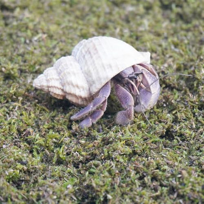 3.5oz Hermit Crabs Substrate, Ideal for Hermit Crab Supplies for Tank Habitat - size: 3.5oz