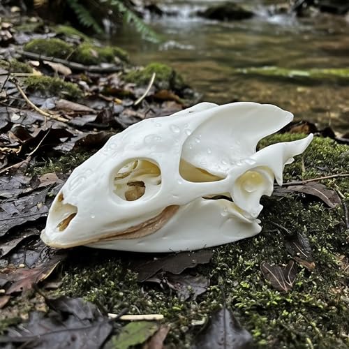 Taxidermy Real Animals Skull Decor - Model Animals Bones Specimen,Taxidermy Supplies for Science Education,Collection (Turtle) - style: Turtle Skull