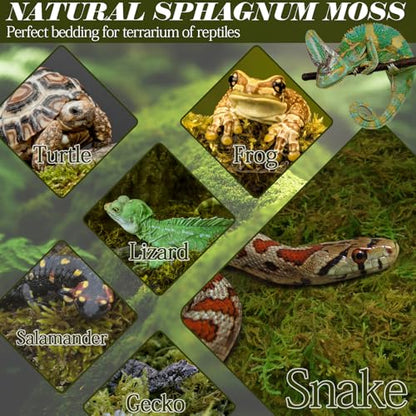 ZeeDix 1.1 lb Premium Sphagnum Moss for Reptile,25 qt Green Natural Reptile Moss Bedding for Terrarium Plants, Long Fiber Reptile Moss for Leopards, Geckos, Snakes, Turtles, Frogs - color: 1.1lb