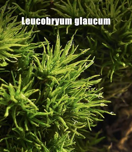 Fresh Real Live Moss Variety Pack for Orchids & Mini Landscapes DIY Terrariums, Bonsai, Reptile Habitats & Potted Plants | Revives Quickly with Mist, Soft Green Texture (Whole 8"x8" Leucobryum Moss)