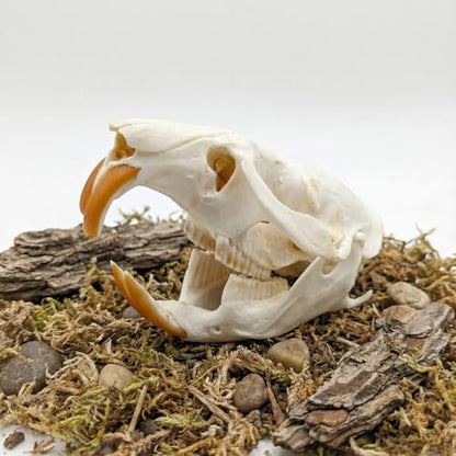 Taxidermy Real Muskrat Animal Skull Decor - Model Animals Bones Specimen,Taxidermy Supplies for Science Education,Collection (Muskrat) - style: Muskrat