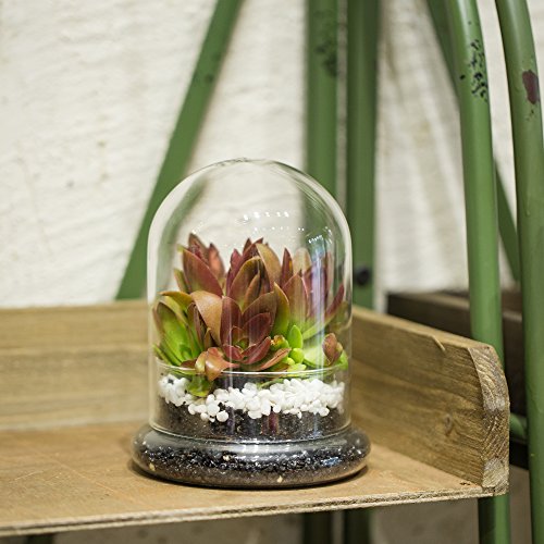 NCYP Small Clear Decorative Glass Terrarium Cloche with Air Hole - 4.7 x 4.7 x 6.3 Inches Glass Dome with Base for Miniature Plants - Display Storage (No Plants Included) - size: 4.7x4.7x6.3inches