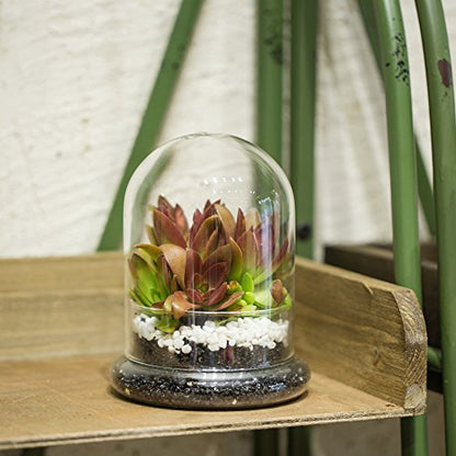 NCYP Small Clear Decorative Glass Terrarium Cloche with Air Hole - 4.7 x 4.7 x 6.3 Inches Glass Dome with Base for Miniature Plants - Display Storage (No Plants Included) - size: 4.7x4.7x6.3inches