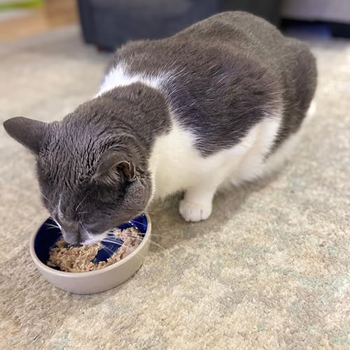 SPOT Ceramic Dish - Whisker-Friendly, Low-Edge Saucer for Cats, Birds, Reptiles, Ideal for Wet or Dry Food, Dishwasher Safe, 5.25-inch Diameter, Capacity: 2 Cups (16 Oz)