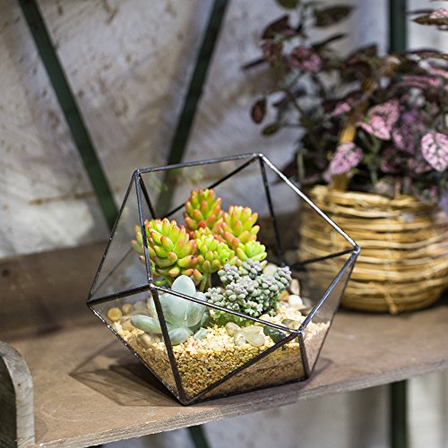 NCYP Opened Geometric Glass Terrarium, 6.69" Bowl Shape Planter for Succulent Plant Cacti, Indoor Balcony Irregular Decor, Garden Miniature Pot, Tabletop Centerpiece (No Plants)