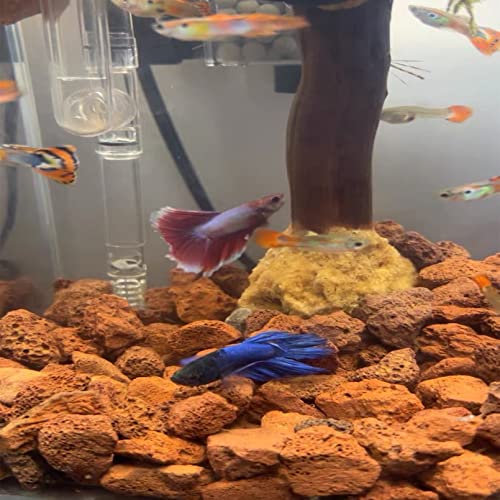 Tfwadmx 10 Pack Aquarium Red Lava Rock Fish Tank Volcanic Pumice Stones for Shrimp Betta(1.18''-1.96'') - color: Red, size: M:1''-2''