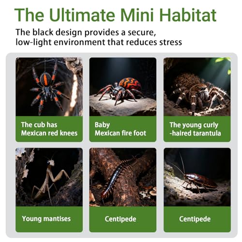 Jumping Spider Enclosure Kit, 3.15x3.15x5.6 Inch Acrylic Terrarium with Magnetic Lock & Feeding Hole, Escape-Proof Mini Habitat for Tarantula, Mantis, Reptiles, Cricket Keeper