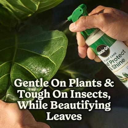 Miracle-Gro Indoor Potting Mix (6 qt.) and Plant Food (8 fl. oz.) for All Plant and Plant Care Leaf Protect & Shine (8 fl. oz.) - Bundle for Growing, Fertilizing, Protecting and Cleaning Houseplants - size: 6 qt (Care Bundle), style: 6 QT