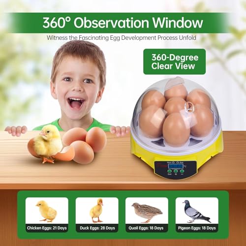 7-Egg Mini Egg Incubator with 360° View, Educational Hatching Kit for Kids, Classrooms & Families, Automatic Temperature Control & Manual Humidity Control, Suitable for Chicken, Duck & Quail Eggs