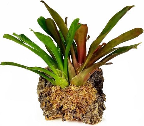 besgrow Premium New Zealand Sphagnum Moss, 100g (8L When Hydrated) - Harvested Sustainably from The Pristine West Coast of New Zealand's South Island - size: 100 Gram