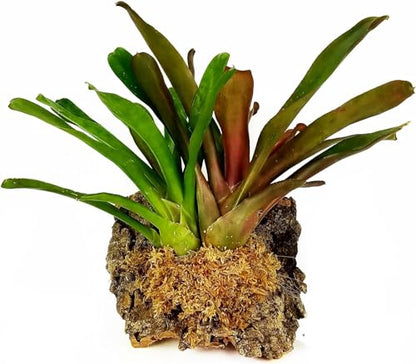 besgrow Premium New Zealand Sphagnum Moss, 100g (8L When Hydrated) - Harvested Sustainably from The Pristine West Coast of New Zealand's South Island - size: 100 Gram