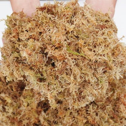 Sphagnum Moss 2.5 lb for Plant Propagation, Great Orchid Potting Mix, Help with Maintain Humidity - size: 2.5 lb