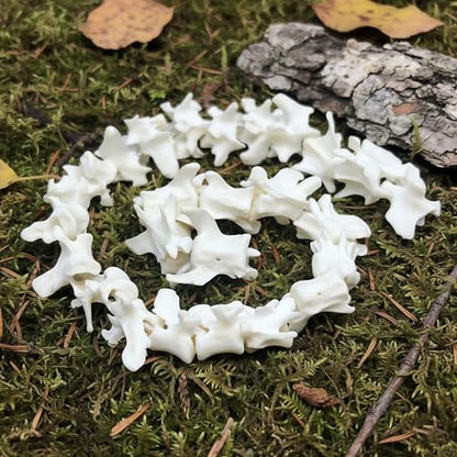 Taxidermy Real Mink Spine Decor - Model Animals Bones Specimen, Taxidermy Supplies for Science Education, Collection (Mink Spine) - style: Mink Spine