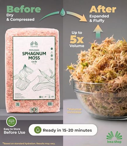 Long Fiber Sphagnum Moss for Indoor Plants Peruvian Orchid Moss Ultra Clean Odor Free Fast Expanding Moisture Retention Airy Drainage for Aroids Carnivorous Plants Terrarium Reptile Bedding (6.6lb) - size: 6.6lb