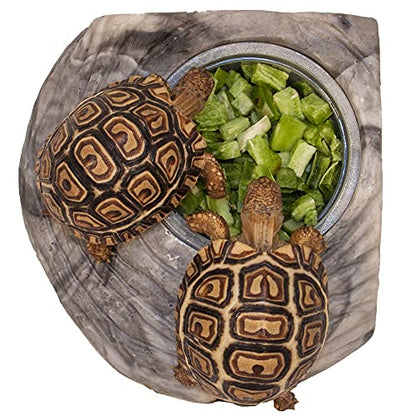 Healthy Herp Tortoise Treat Cactus, Nutritious Turtle Food - 0.25 oz (7.1g) | All Natural, Bearded Dragon Tank Accessories, Tortoise Habitat - for Bearded Dragons, Box Turtles, Aquatic Turtles
