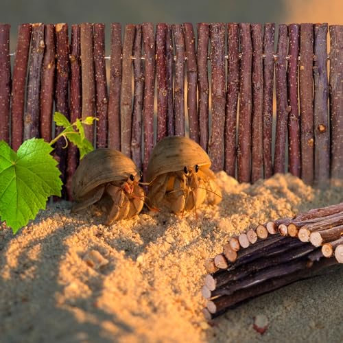 Hermit Crab Hideout & Climbing Toys - Large Size Reptile Climbing Decor for Small or Medium Hermit Crab Habitat (Crabs Climb Bridges) - size: 11.8*5.9 inch