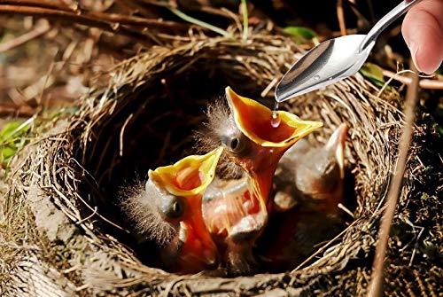 Baby Bird Feeding Syringe Feeding Tubes for Birds Parrot Hand Feeding Syringe with 6 Pcs Curved Gavage Tubes and Stainless Steel Metal Feeding Spoon (20ML) - size: 20ML