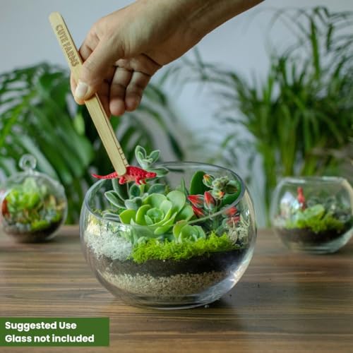Cute Farms Terrarium Starter Kit | Moss, Vermiculite, Soil, Pebbles, Plant Food, & Finishing Tools (Large Kit + Live Plants + Crystals) - size: Large Kit + Live Plants + Crystals