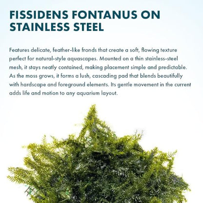 SubstrateSource Live Aquarium Plants on Driftwood, Lava Rock, Moss, Fiber Mat - Freshwater Fish Tanks - Easy, Beginner Friendly (Fissidens Fontanus on Stainless Steel, (1 Pack)) - color: Fissidens Fontanus - Stainless Steel, size: 1 Pack