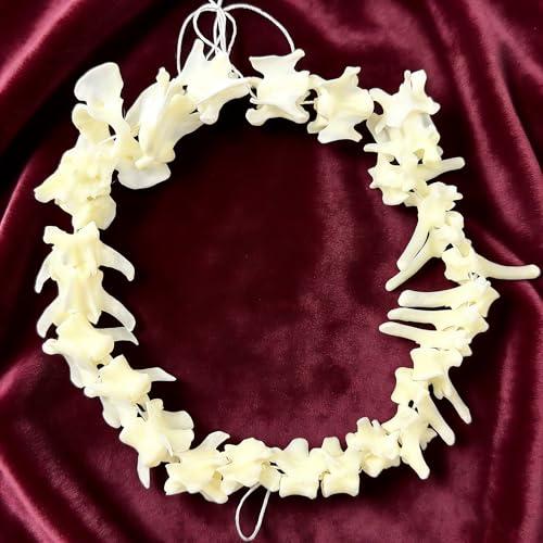 Taxidermy Real Animals Skulls, Real Bones Specimen, Taxidermy Supplies for Science Education, Special Gift (Fox Spine) - style: Fox Spine