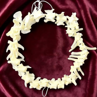 Taxidermy Real Animals Skulls, Real Bones Specimen, Taxidermy Supplies for Science Education, Special Gift (Fox Spine) - style: Fox Spine