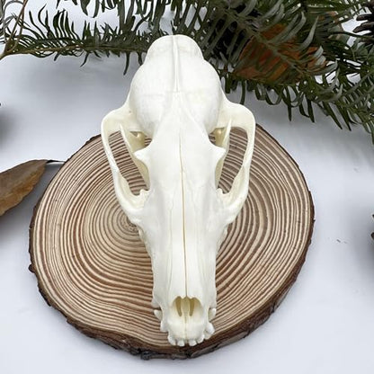 Taxidermy Real Animals Skull Decor - Model Animals Bones Specimen,Taxidermy Supplies for Science Education,Collection (Raccoon) - style: Raccoon Skull