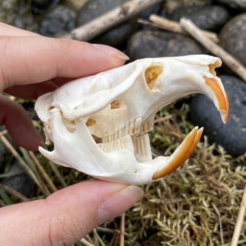 Taxidermy Real Muskrat Animal Skull Decor - Model Animals Bones Specimen,Taxidermy Supplies for Science Education,Collection (Muskrat) - style: Muskrat