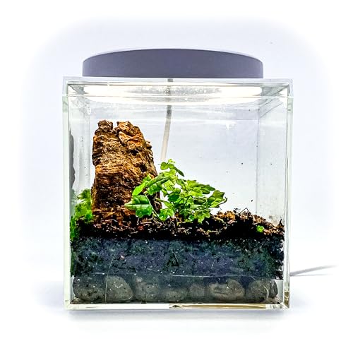 Generic Tiny Terrarium Kit for Springtails (4x4 inch) - BioActive Enclosure, Live Tropical Plants, LED Grow Light, Soil & Drainage, White