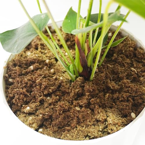 2QT Anthurium Potting Soil, Professionally Formulated Lightweight, Persistent Humidity, Fast Draining Potting Soil