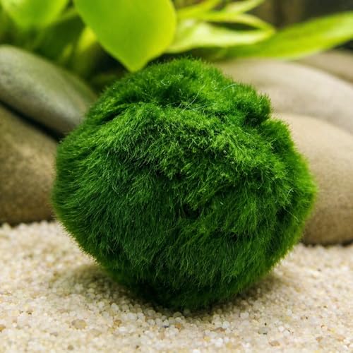 2 Large Live Moss Pebbles Balls for Aquarium, Fish Tank Decoration Plants Green Algae Spheres 1.3"-1.5" 2 Pack - color: 2